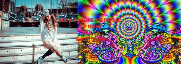 сатива Новозыбков